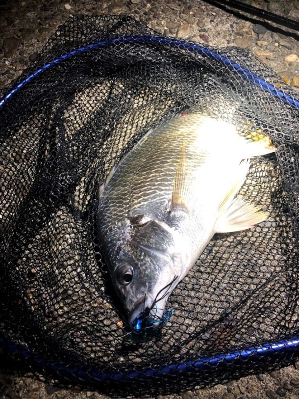 むちゃくちゃ元気なキビレ