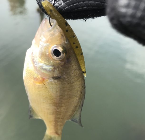 ブルーギル画像