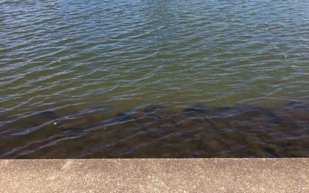 チヌが大量にいるのが見えた