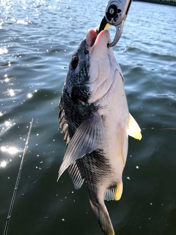 デイゲームでのクロダイ釣り