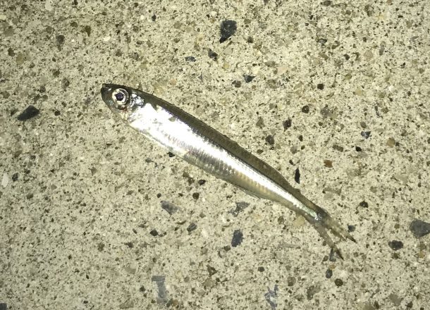 ベイトフィッシュ