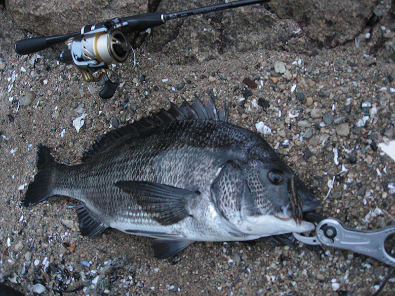 バスロッドで出来る海のルアー釣り