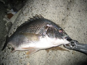 良いサイズのキビレ写真