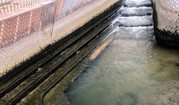 今年もドブ川シーバスシーズンが来た！連発でエンジョイ！