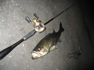 ベイトタックルでシーバスゲット