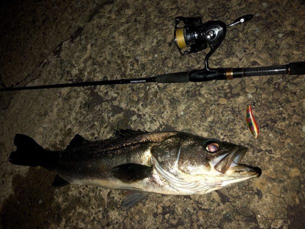 今年のドブ川初フィッシュ