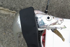 ワインドで釣れたタチウオ