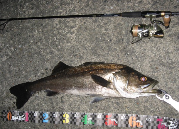 秋のナイスサイズシーバス