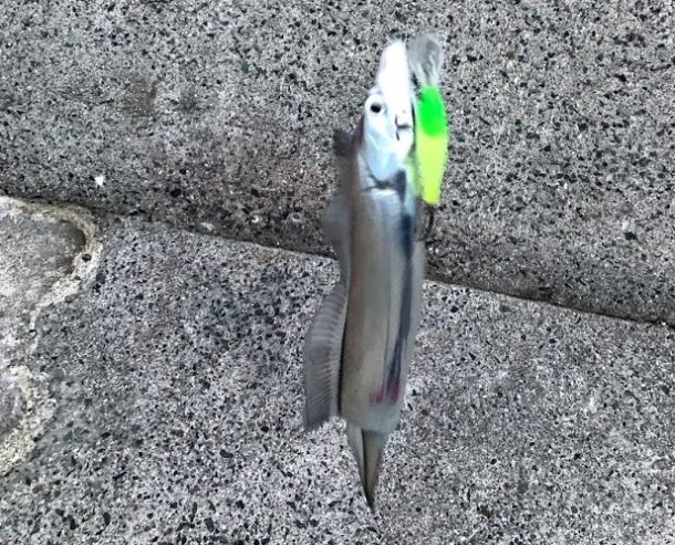 久々のタチウオをゲット