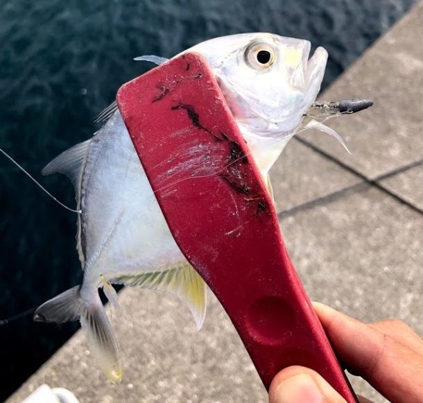 淡路島のメッキ