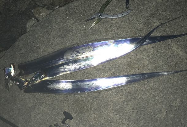 タチウオ三匹イメージ