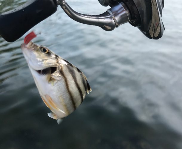コトヒキの幼魚