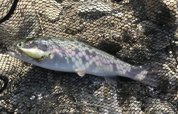 ベビークランク画像