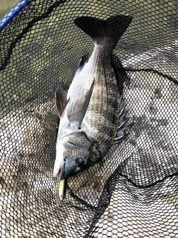 トップで釣ったチヌ