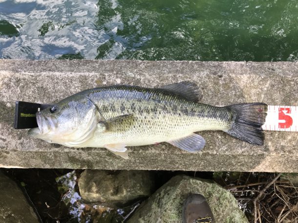 淡路島で釣ったバス