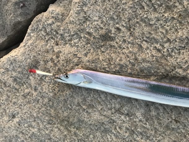 タチウオイメージ