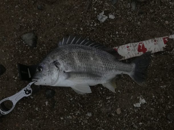 春キビレゲット画像