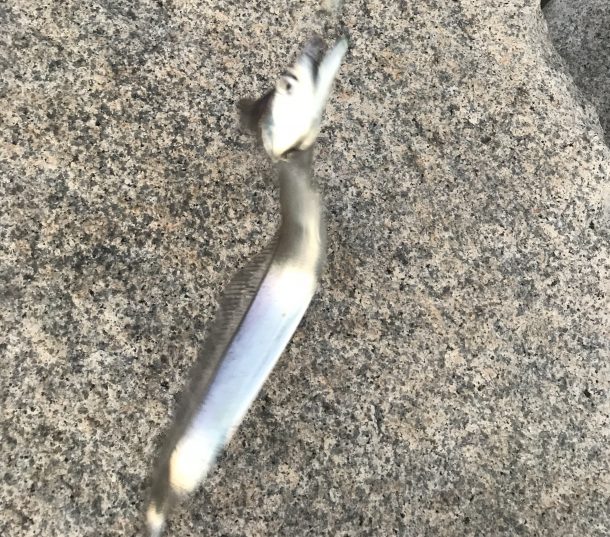 タチウオが画像