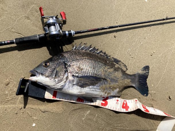 年無間近のチヌ