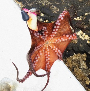 タコをルアーで釣る釣り方！オクトパッシング！