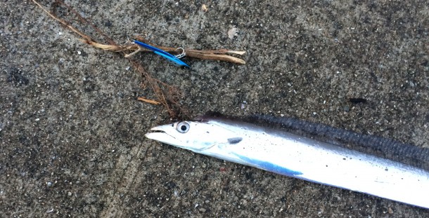 朝マズメの太刀魚