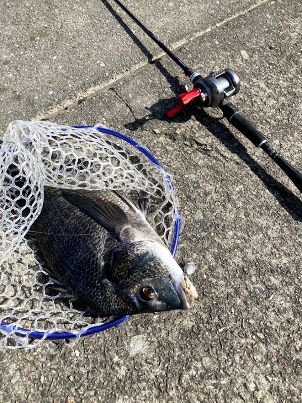 初秋のチヌトップでナイスサイズゲット！