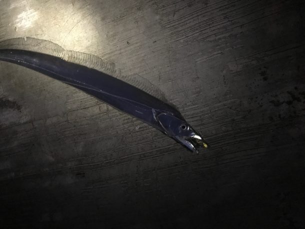 タチウオイメージ