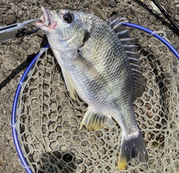 前回釣ったキビレ