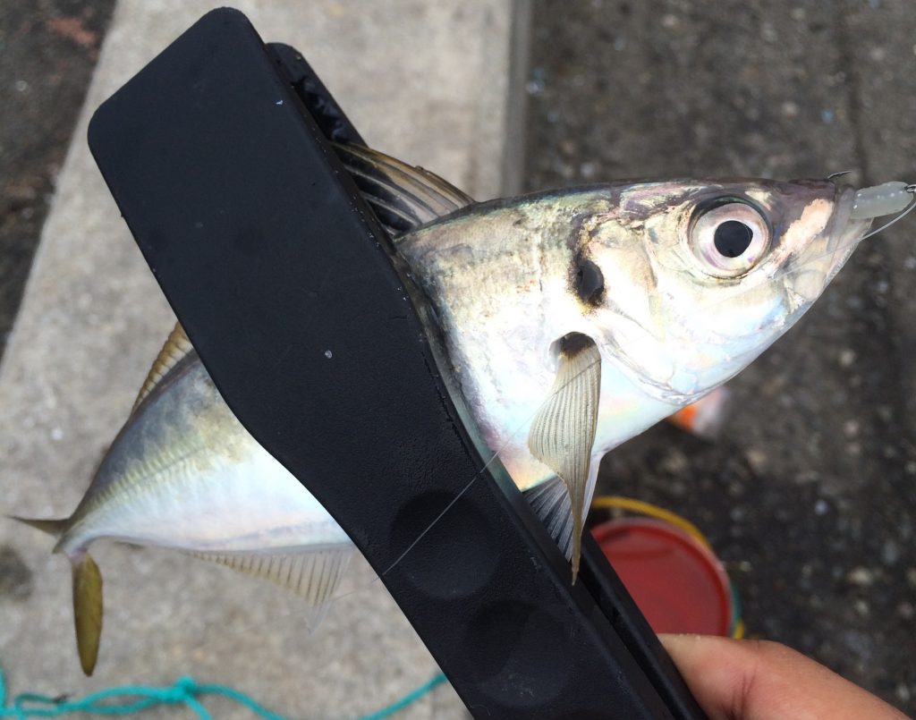 アジングイメージ