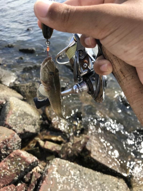ハゼクラで釣った魚