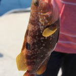 アコウイメージ