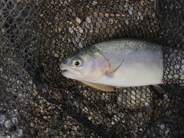 ベビーシャッド画像