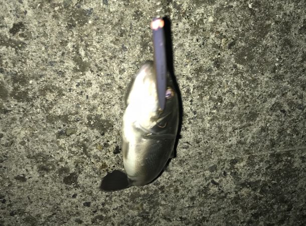 ニョロニョロシーバス