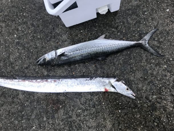 タチウオとサゴシ