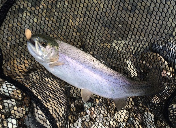 トラウトイメージ