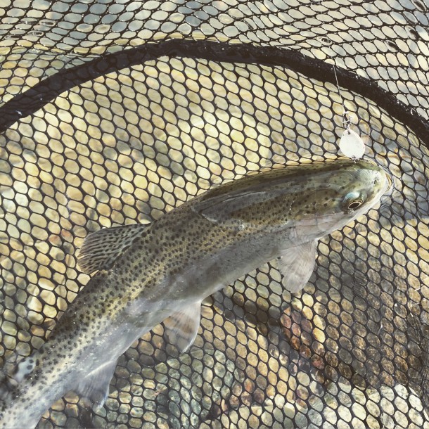 スプーンでニジマス