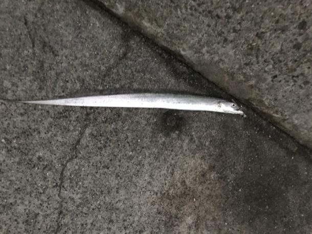 1本目のタチウオ