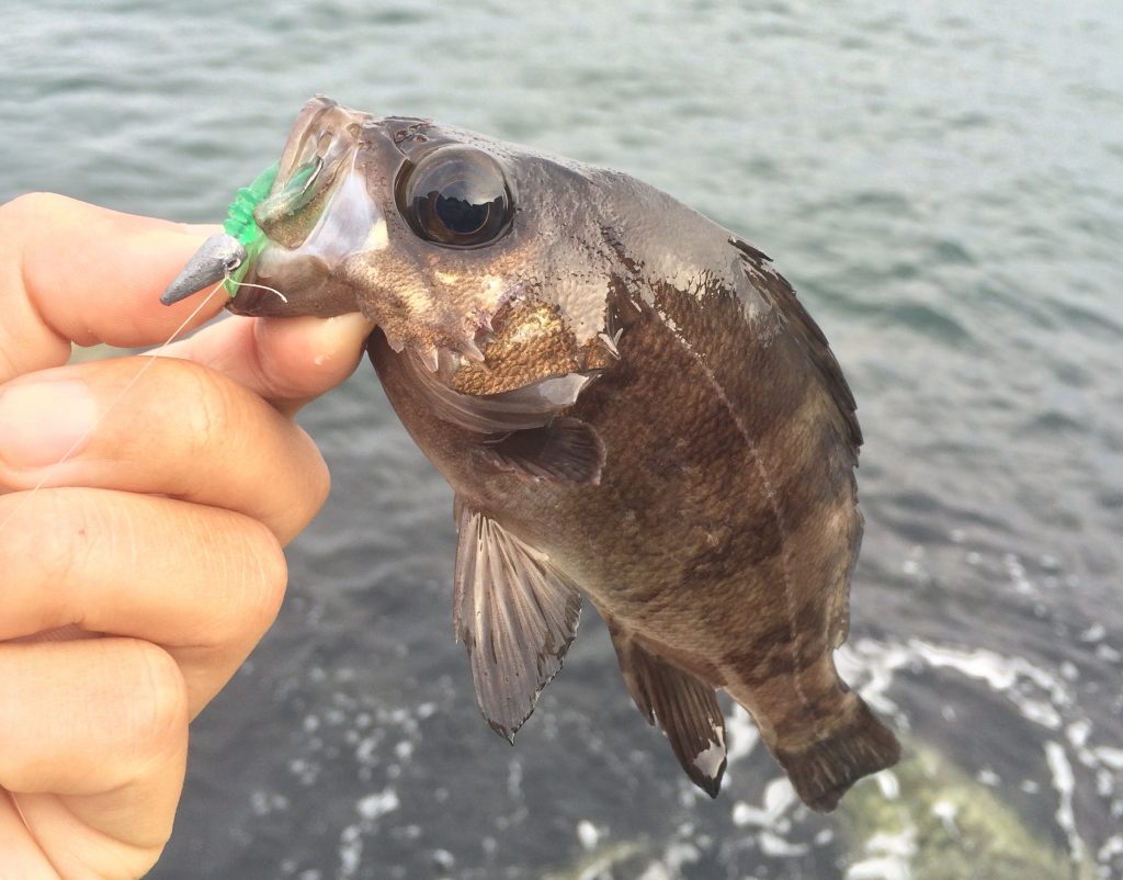 メバリングの仕掛け・おすすめワームや使い方を紹介！