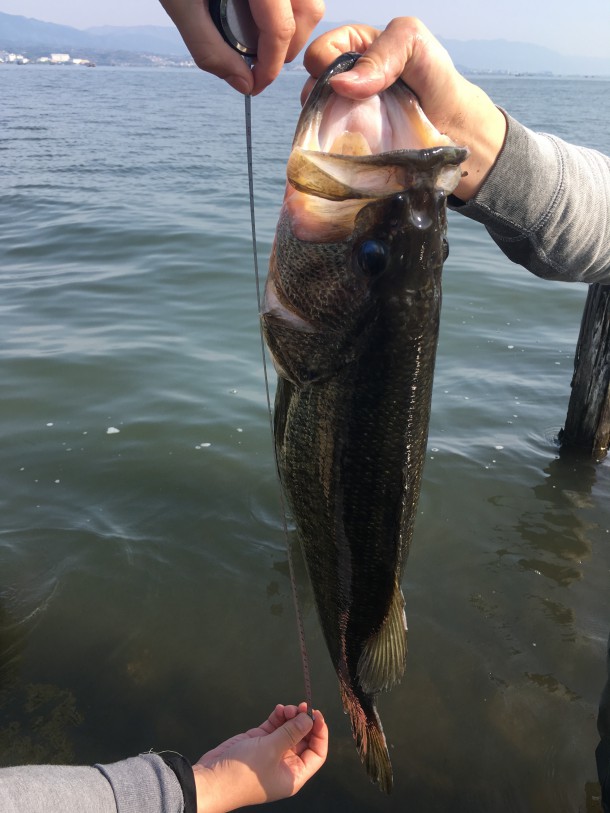 モンスターバス