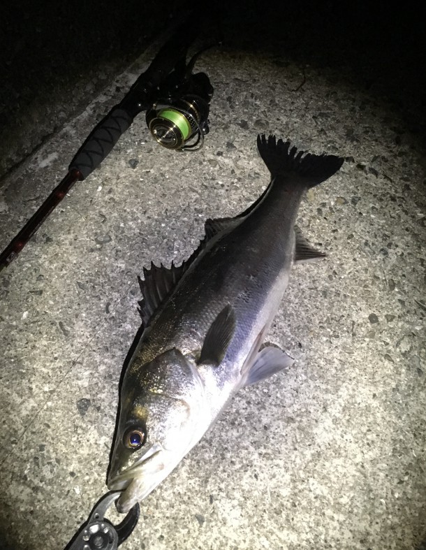 そこそこのシーバス