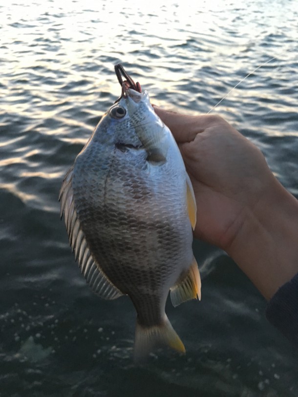 キビレもといチビレ