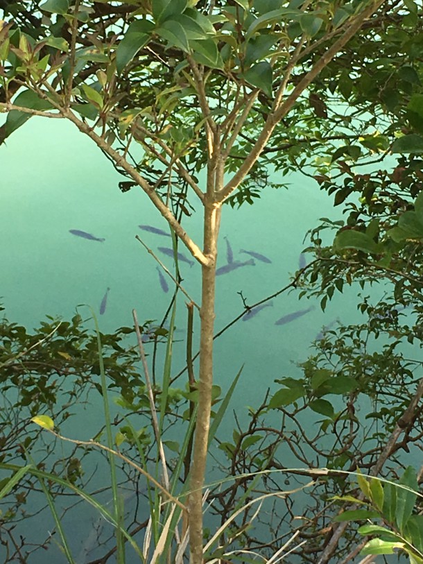 見えバスうじゃうじゃ