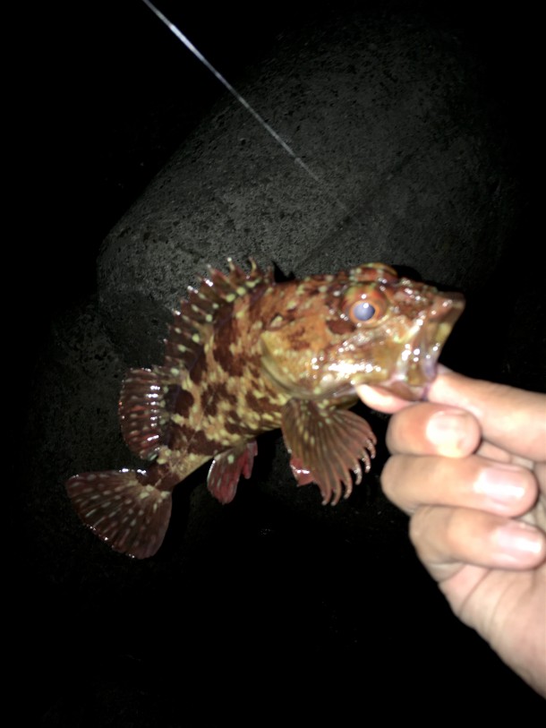 メバリングイメージ