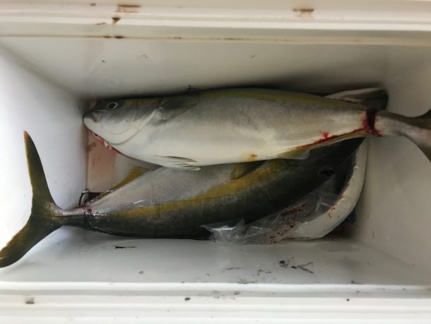 ハマチとタチウオ