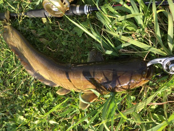 ナマズのデーゲームイメージ