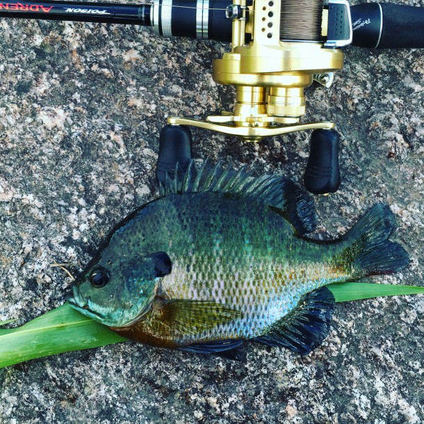 ナイスファイトブルーギル