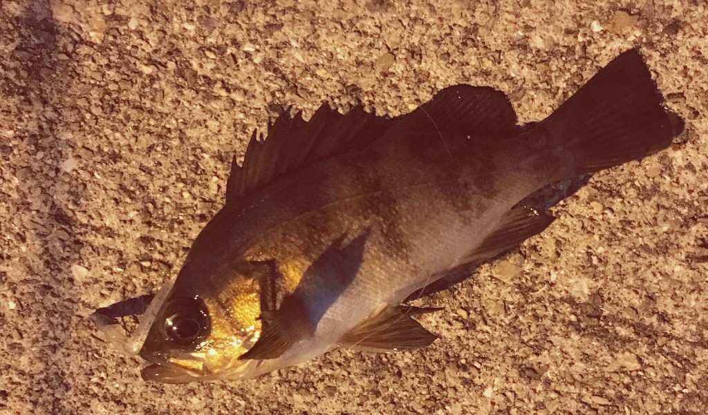 メバリング用ラインの基礎知識とおすすめ