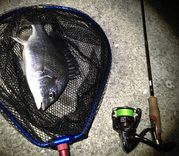 ストラディックでキビレ