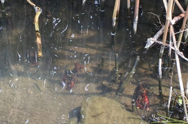 ザリガニの捕まえ方