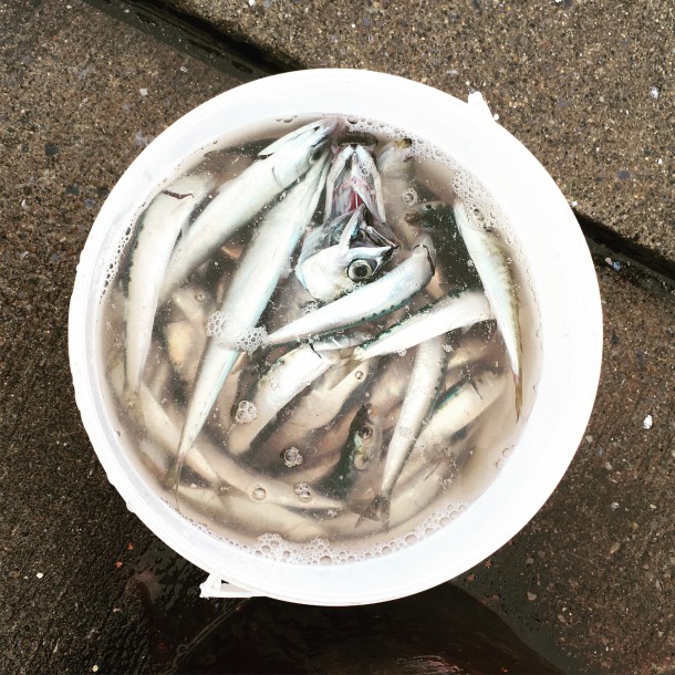 アジサバイワシ